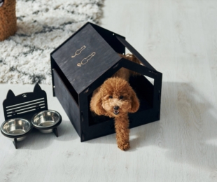 Le pensioni per cani a Milano: comfort e cura per i tuoi amici a quattro zampe